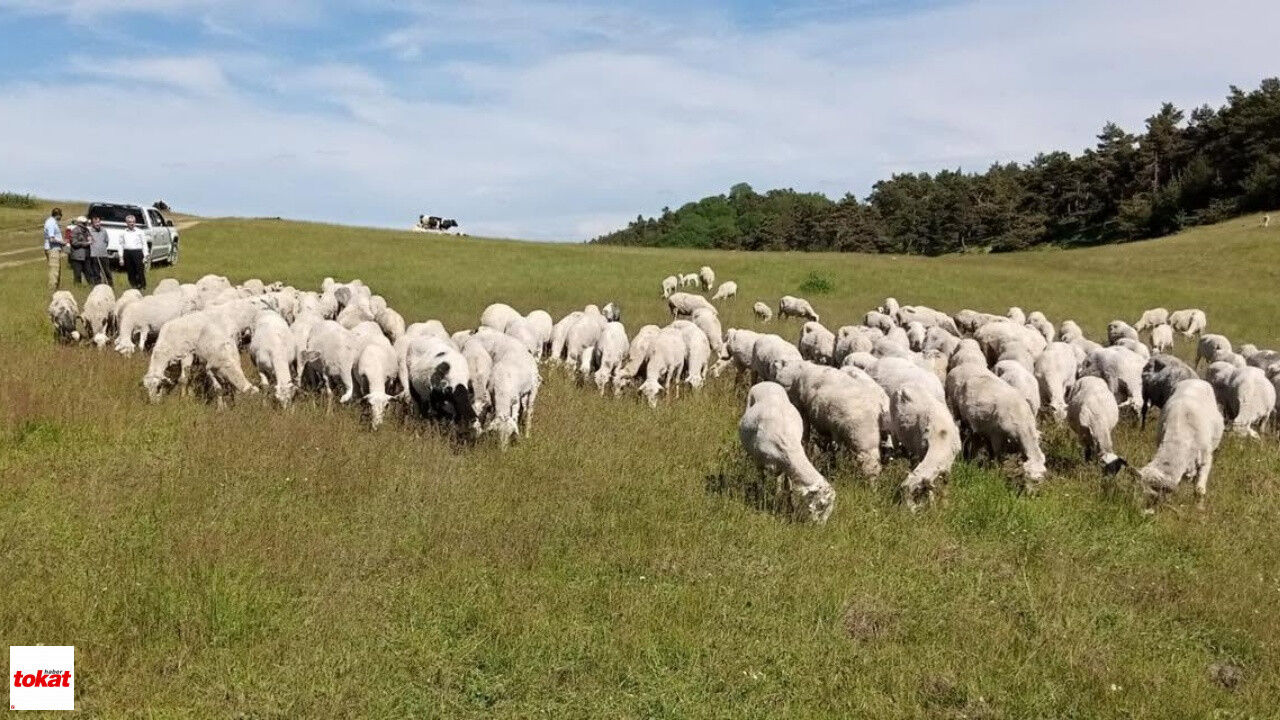 Tokat Yayla Ve Meralarda Inceleme3