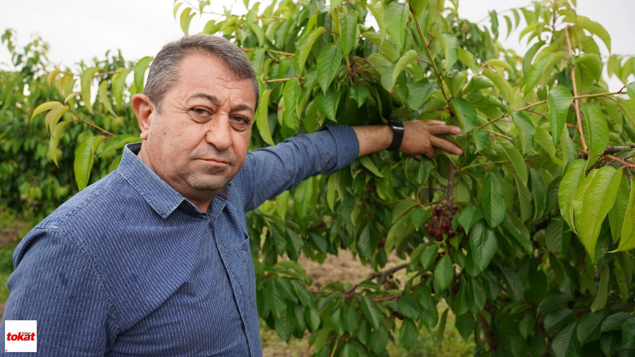 Tokat'ta Aşırı Yağış Kirazı Vurdu2