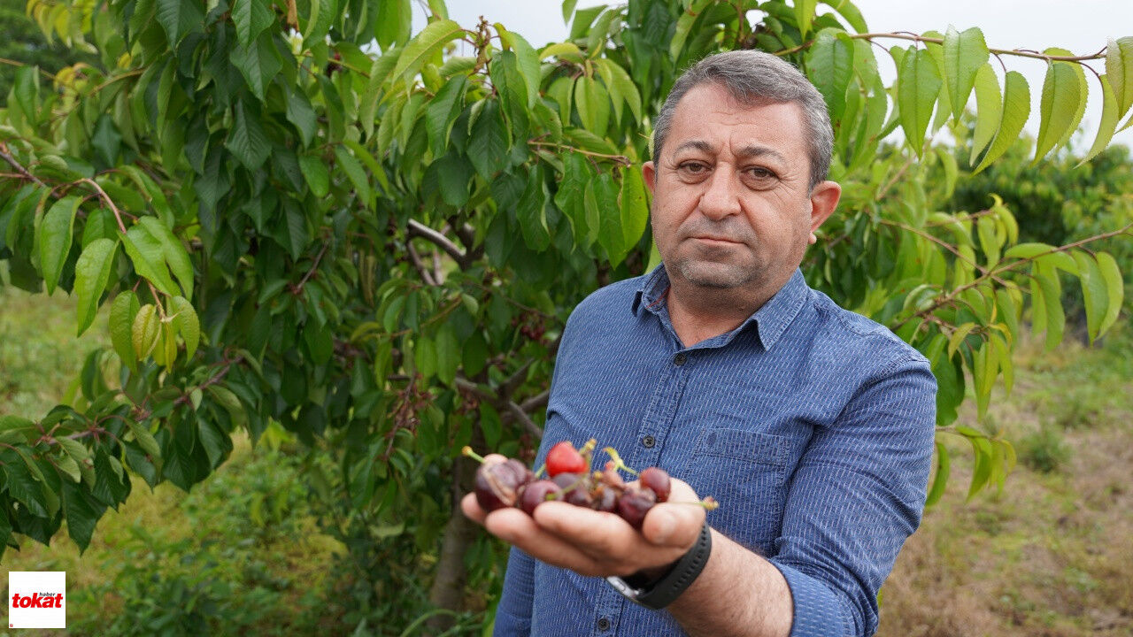 Tokat'ta Aşırı Yağış Kirazı Vurdu3