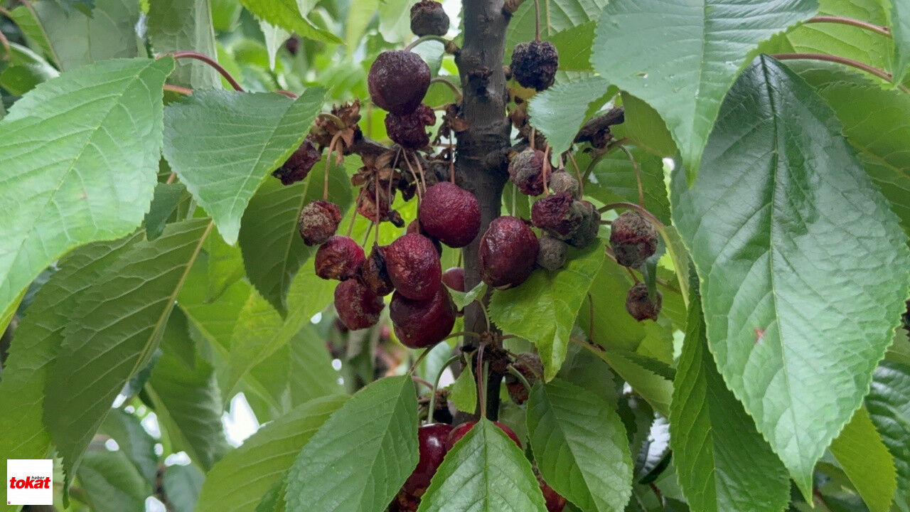 Tokat'ta Aşırı Yağış Kirazı Vurdu4