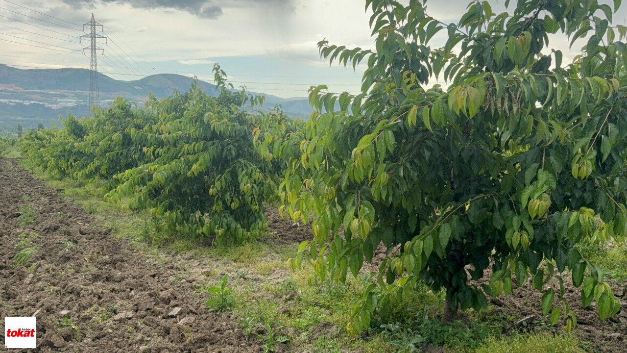Tokat'ta Aşırı Yağış Kirazı Vurdu5