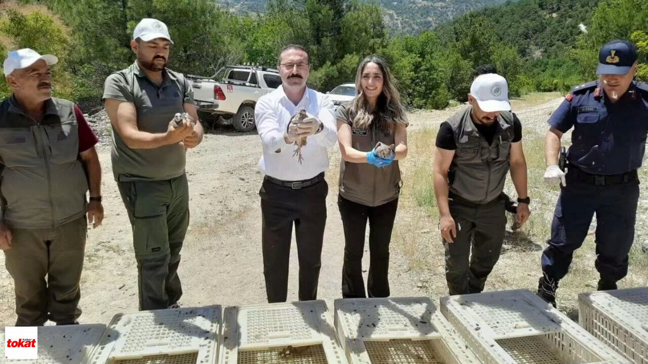 Tokat'ta Zararlılarla Mücadele Için Doğaya 200 Keklik Salındı1