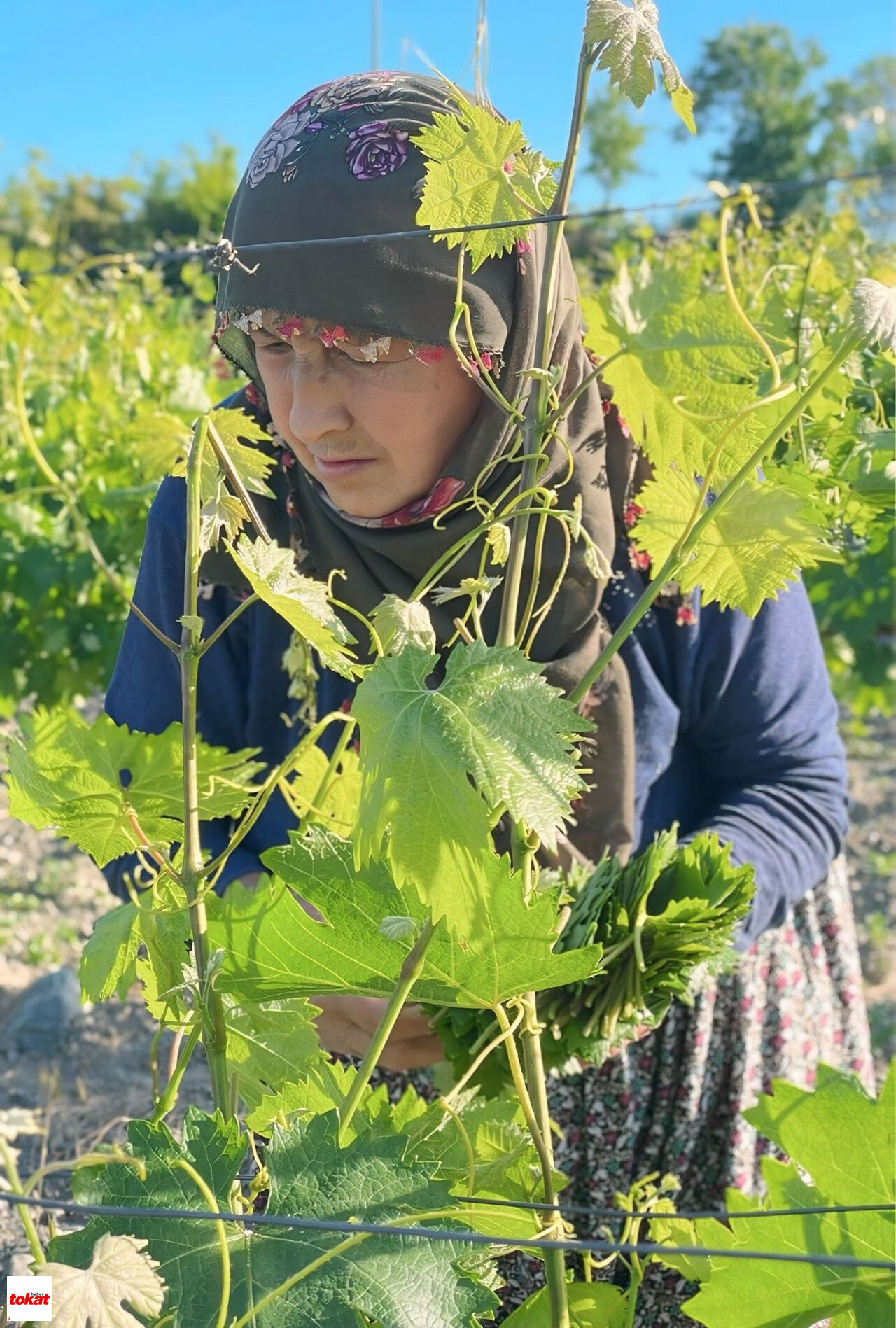 Yaprak Hasadı2