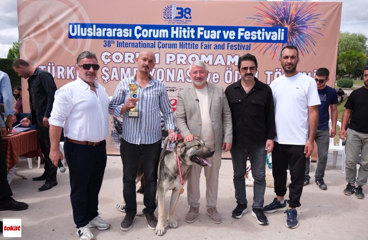Çoban Köpekleri (1)