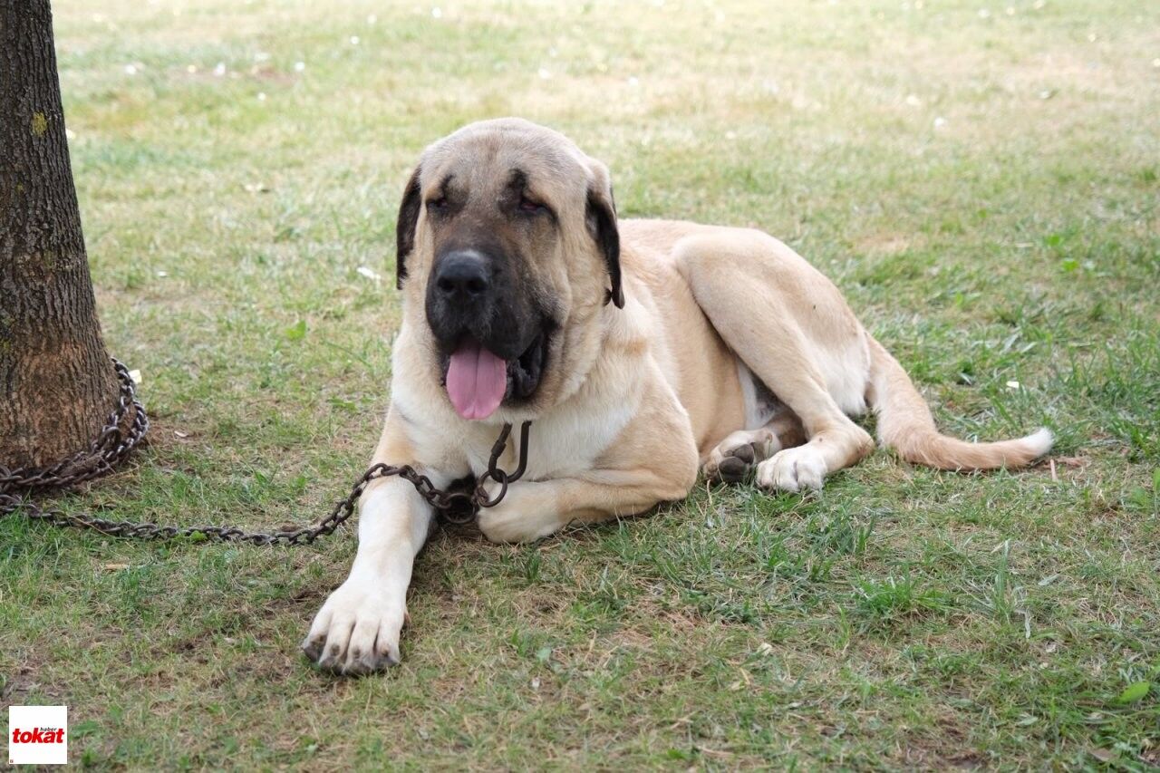 Çoban Köpekleri (2)