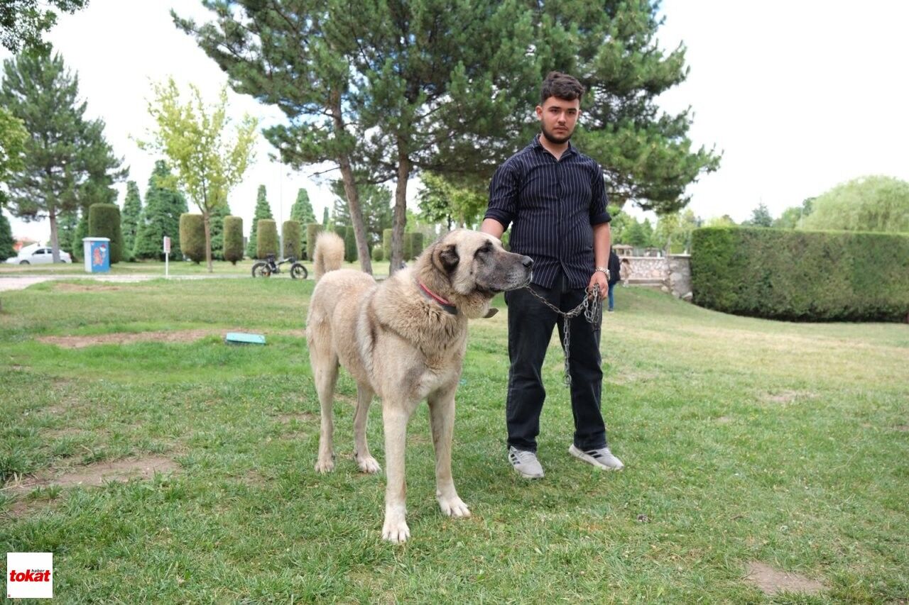 Çoban Köpekleri (3)