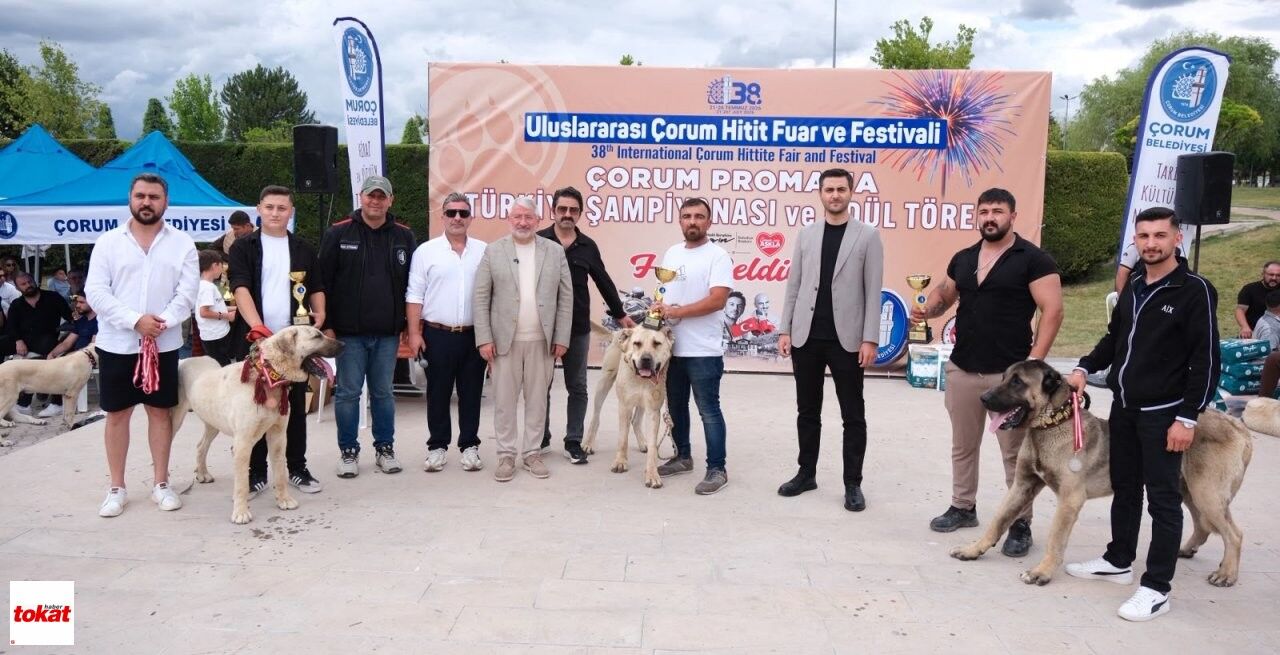 Çoban Köpekleri (4)