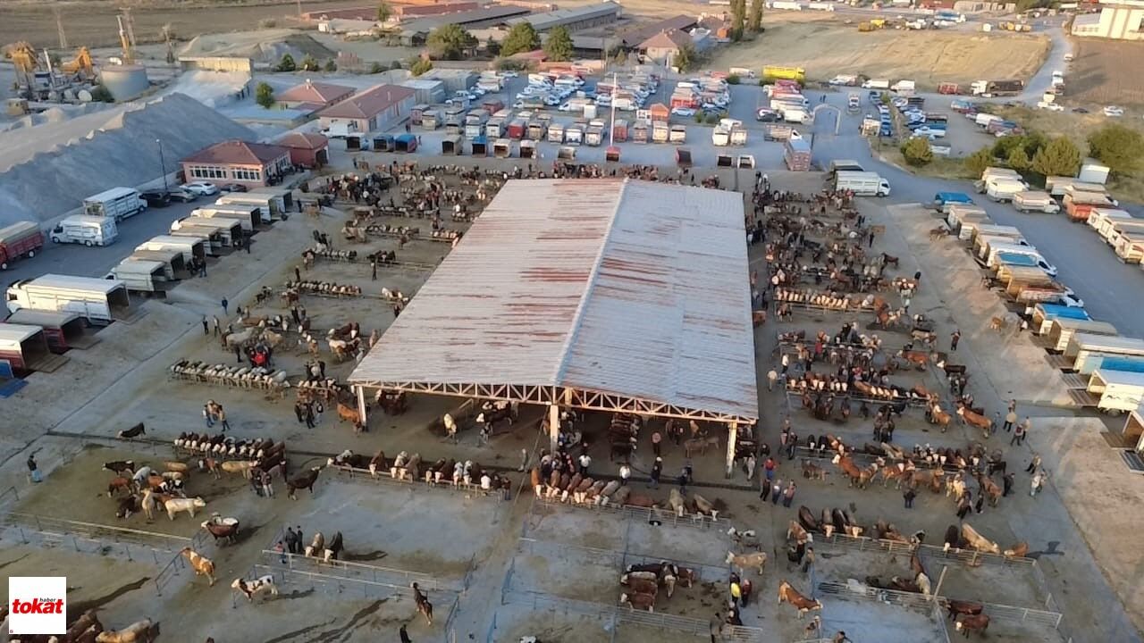 Hayvan Fiyatları Düşüşte, Besiciler ‘Tam Alım Zamanı’ Diyor