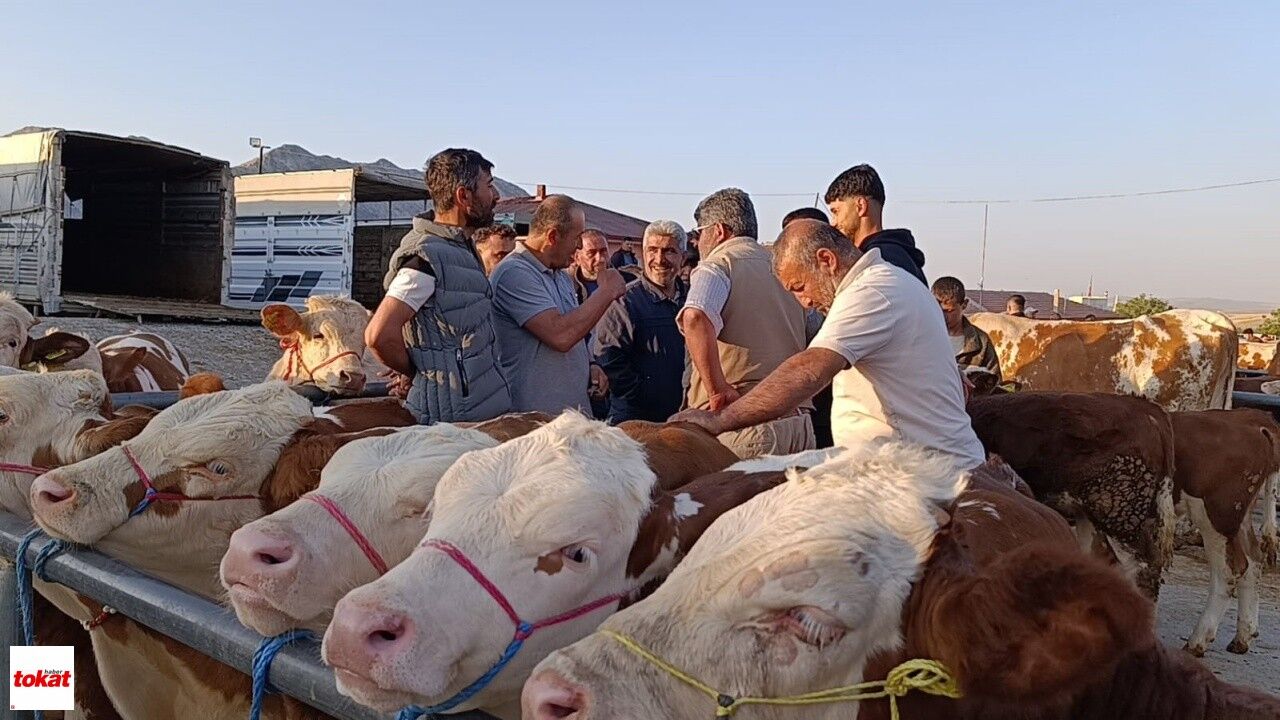 Hayvan Fiyatları Düşüşte, Besiciler ‘Tam Alım Zamanı’ Diyor1