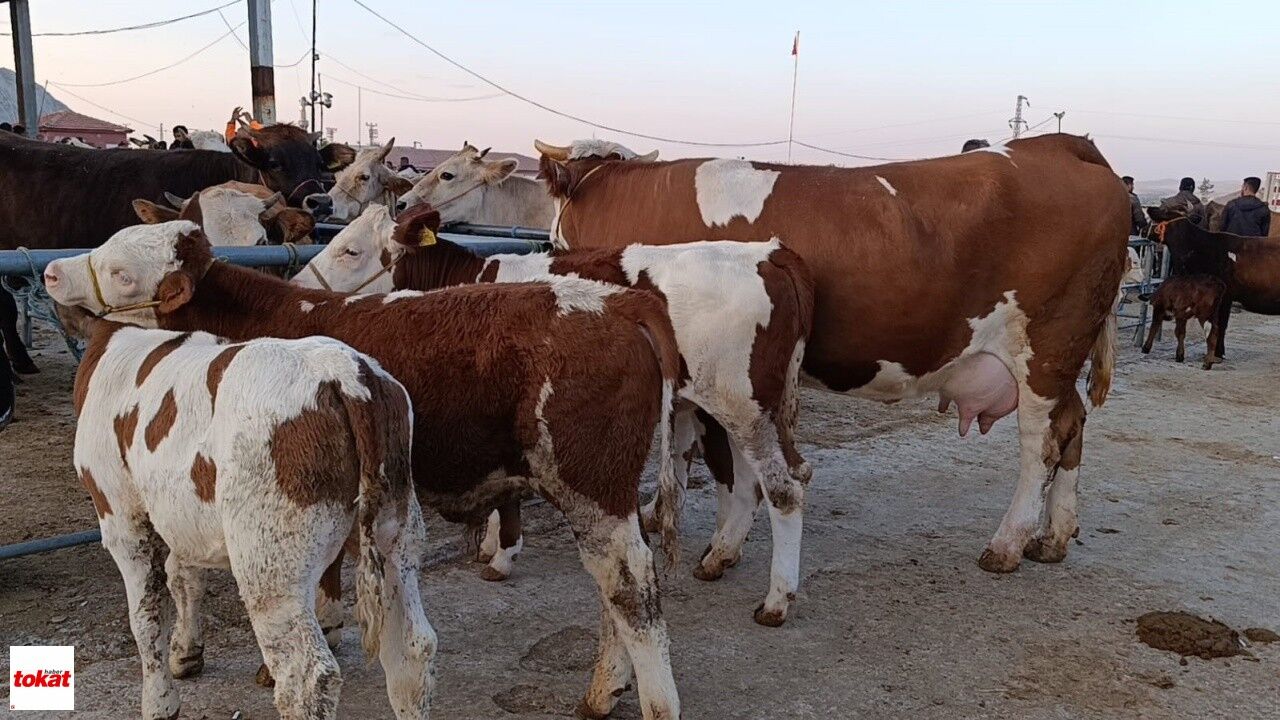 Hayvan Fiyatları Düşüşte, Besiciler ‘Tam Alım Zamanı’ Diyor2