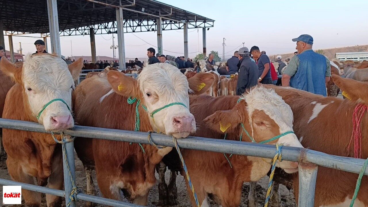 Hayvan Fiyatları Düşüşte, Besiciler ‘Tam Alım Zamanı’ Diyor3