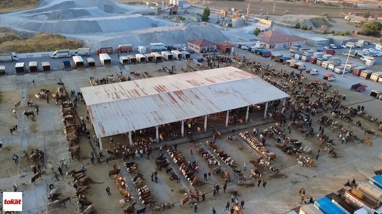 Hayvan Fiyatları Düşüşte, Besiciler ‘Tam Alım Zamanı’ Diyor4