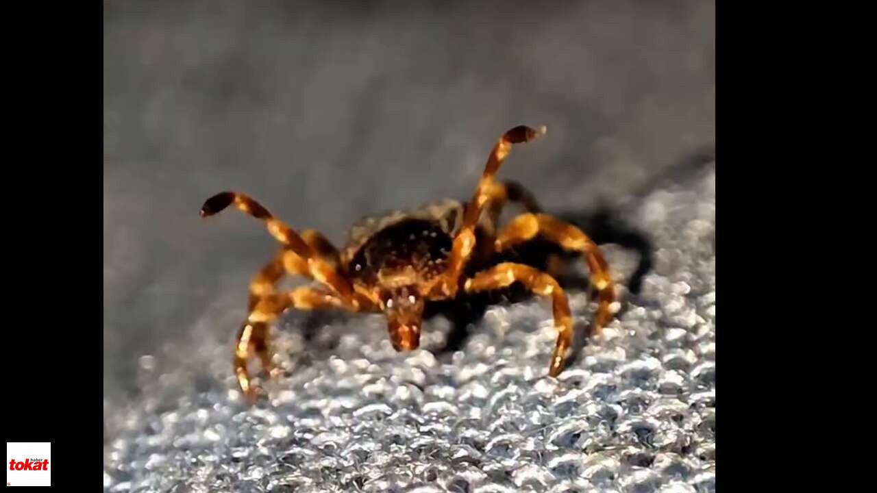 Tokat Korkulu Rüyası Kene Yakın Çekim1