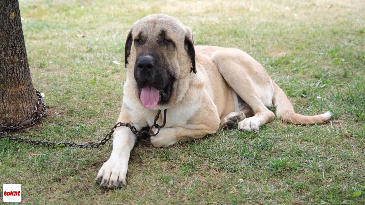Tokat Türk Çoban Köpekleri Çorum 1