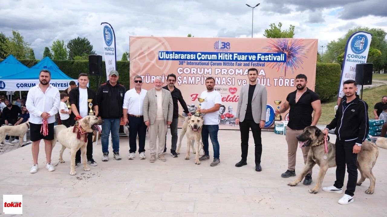 Tokat Türk Çoban Köpekleri Çorum 2