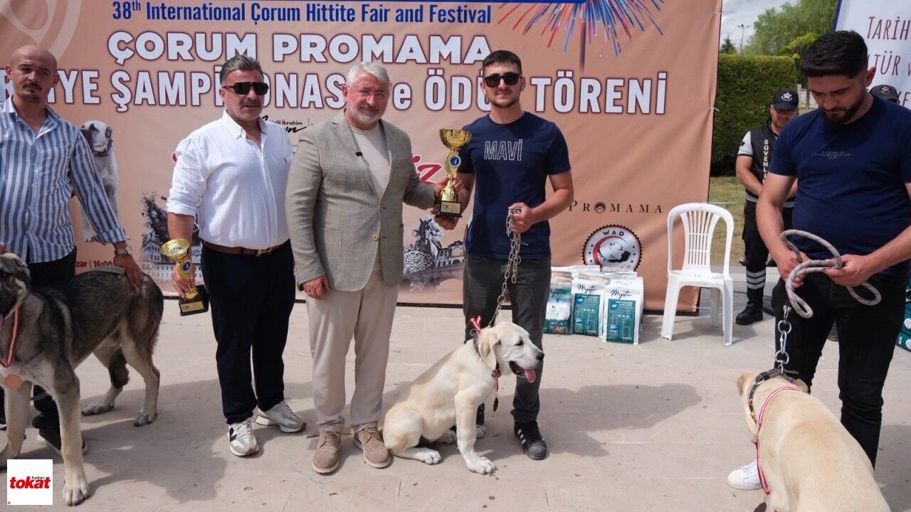 Tokat Türk Çoban Köpekleri Çorum 3