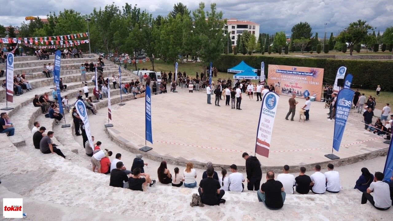 Tokat Türk Çoban Köpekleri Çorum 4
