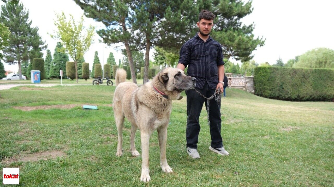 Tokat Türk Çoban Köpekleri Çorum 5