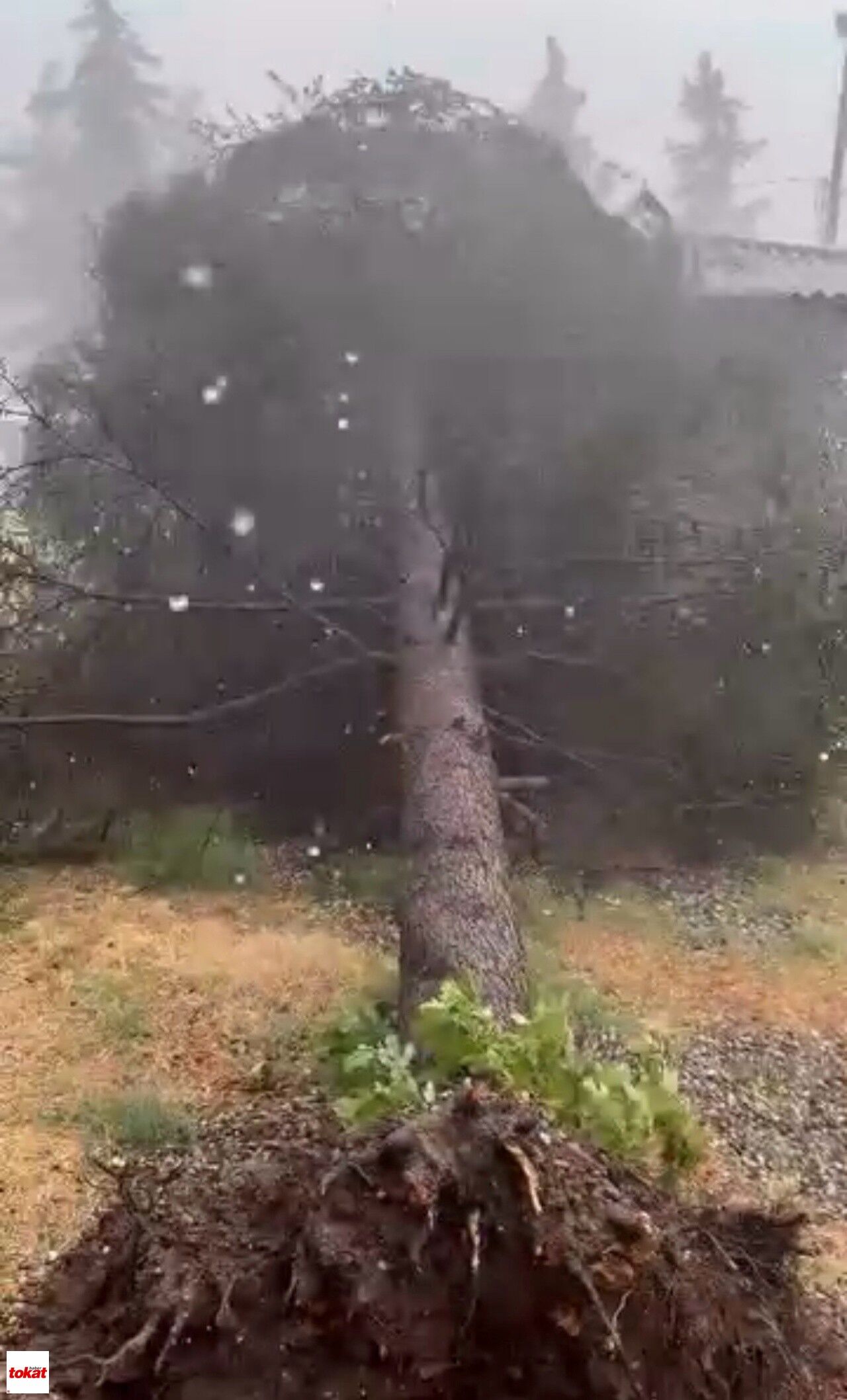 Tokat'ta Fırtınada Ağaçlar Devrildi