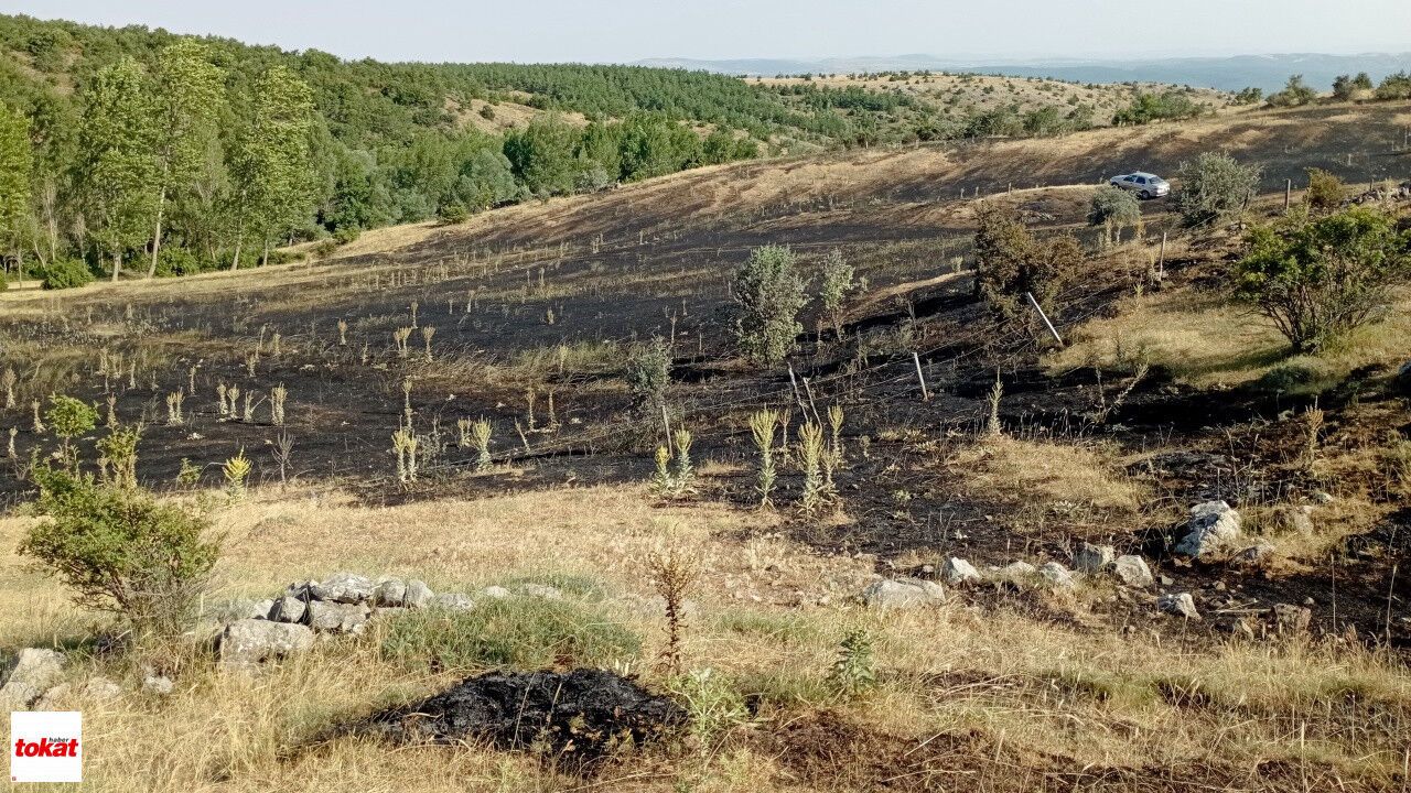 Tokat'ta Örtü Yangını 15 Dönüm Ekili Arazi Küle Döndü