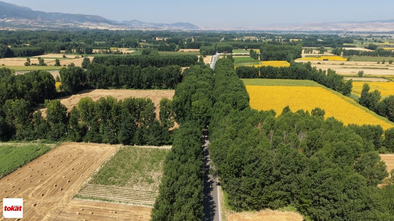 Yeşil Yol (2)