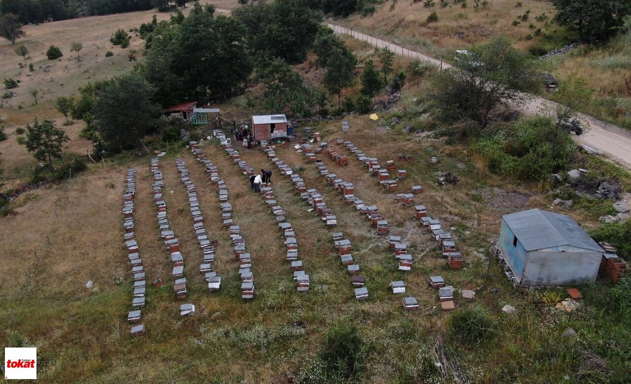 Arıcılık (2)