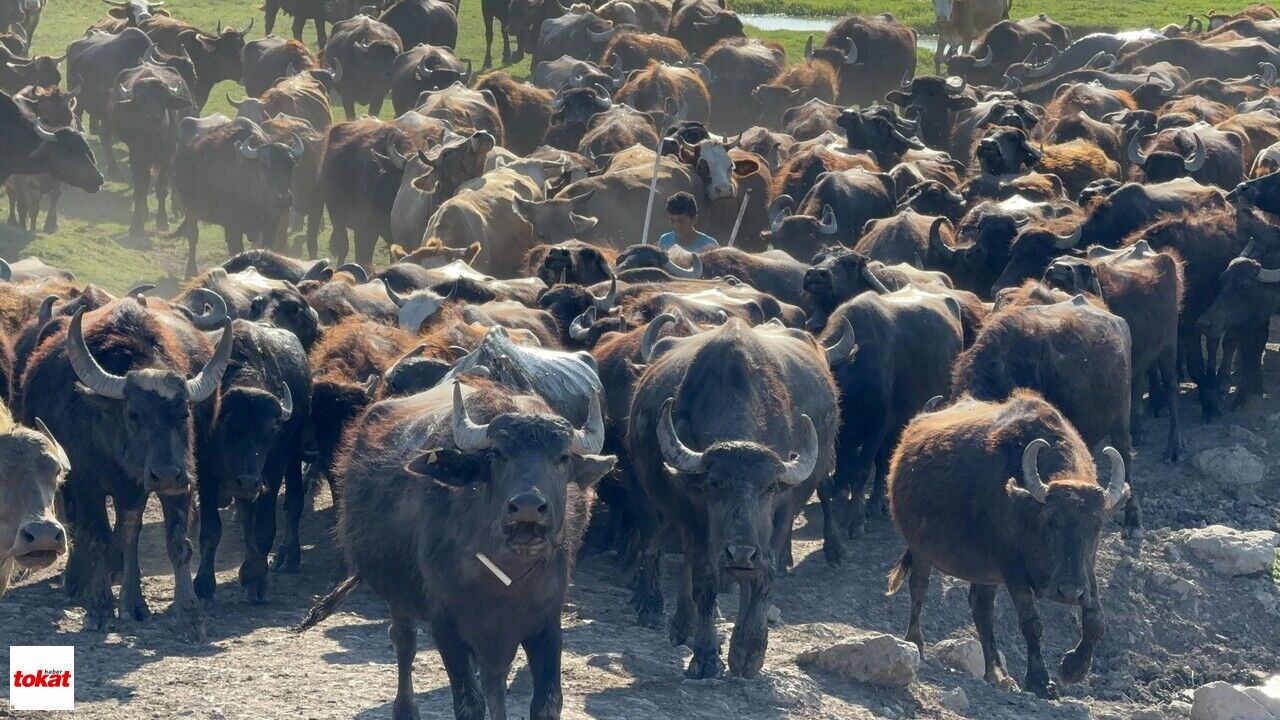 Tokat Manda (2)