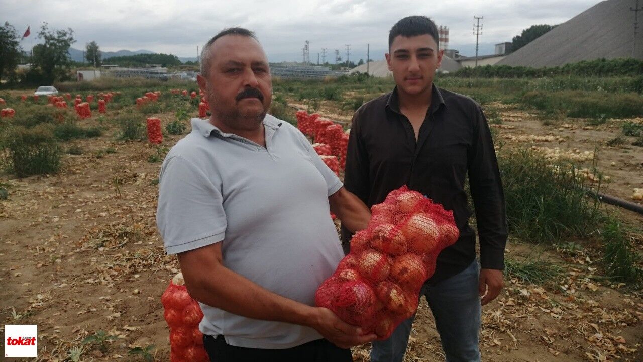 Tokat Niksar Soğan Üretimi1