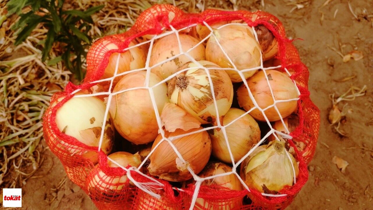 Tokat Niksar Soğan Üretimi2