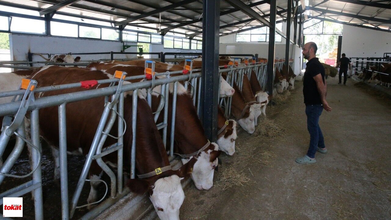 Tokatlı Besici Tkdk'den Aldığı Destekle Kurduğu Çiftlikte Hayvan Sayısını Artırdı1