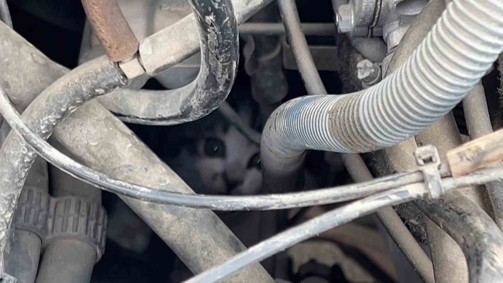 Kaputta sıkışan yavru kedinin imdadına itfaiye yetişti