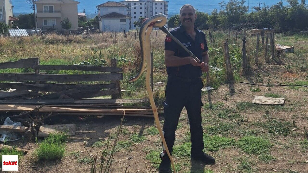 Niksar'da Ahıra Sızan Yılan Mahallede Paniğe Neden Oldu1
