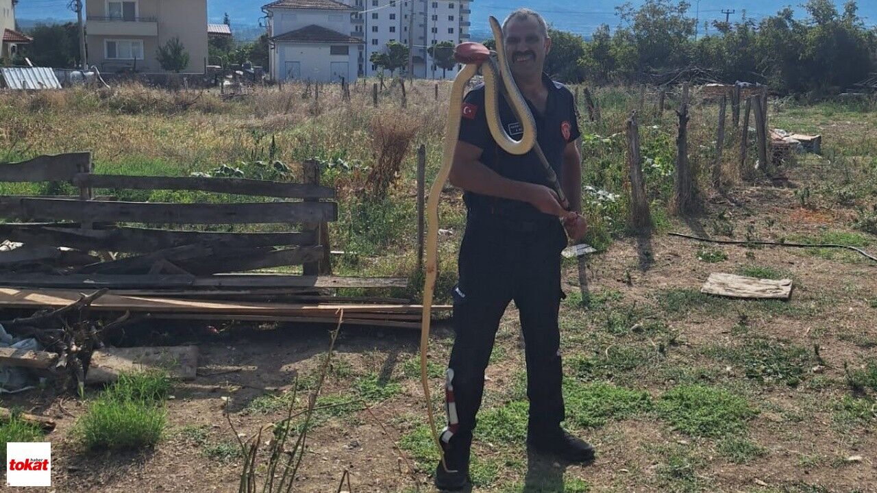 Niksar'da Ahıra Sızan Yılan Mahallede Paniğe Neden Oldu2