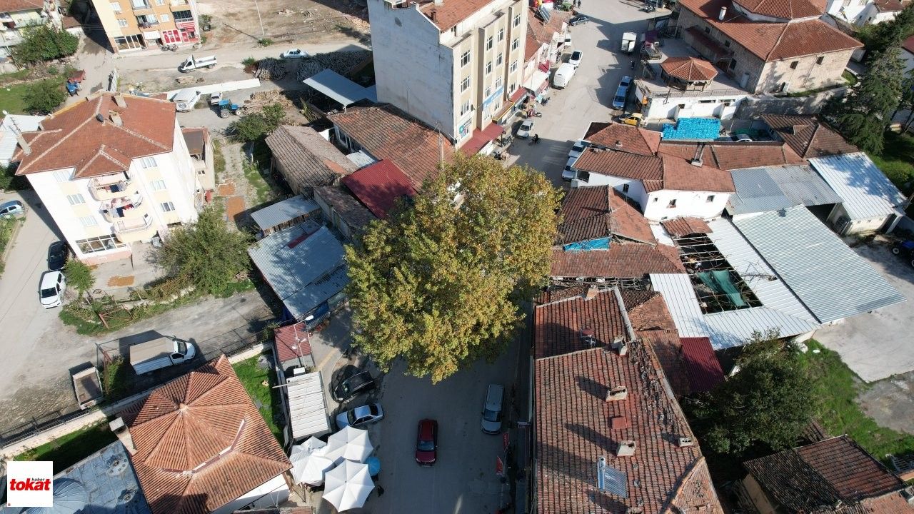 Ağaç (1)-1