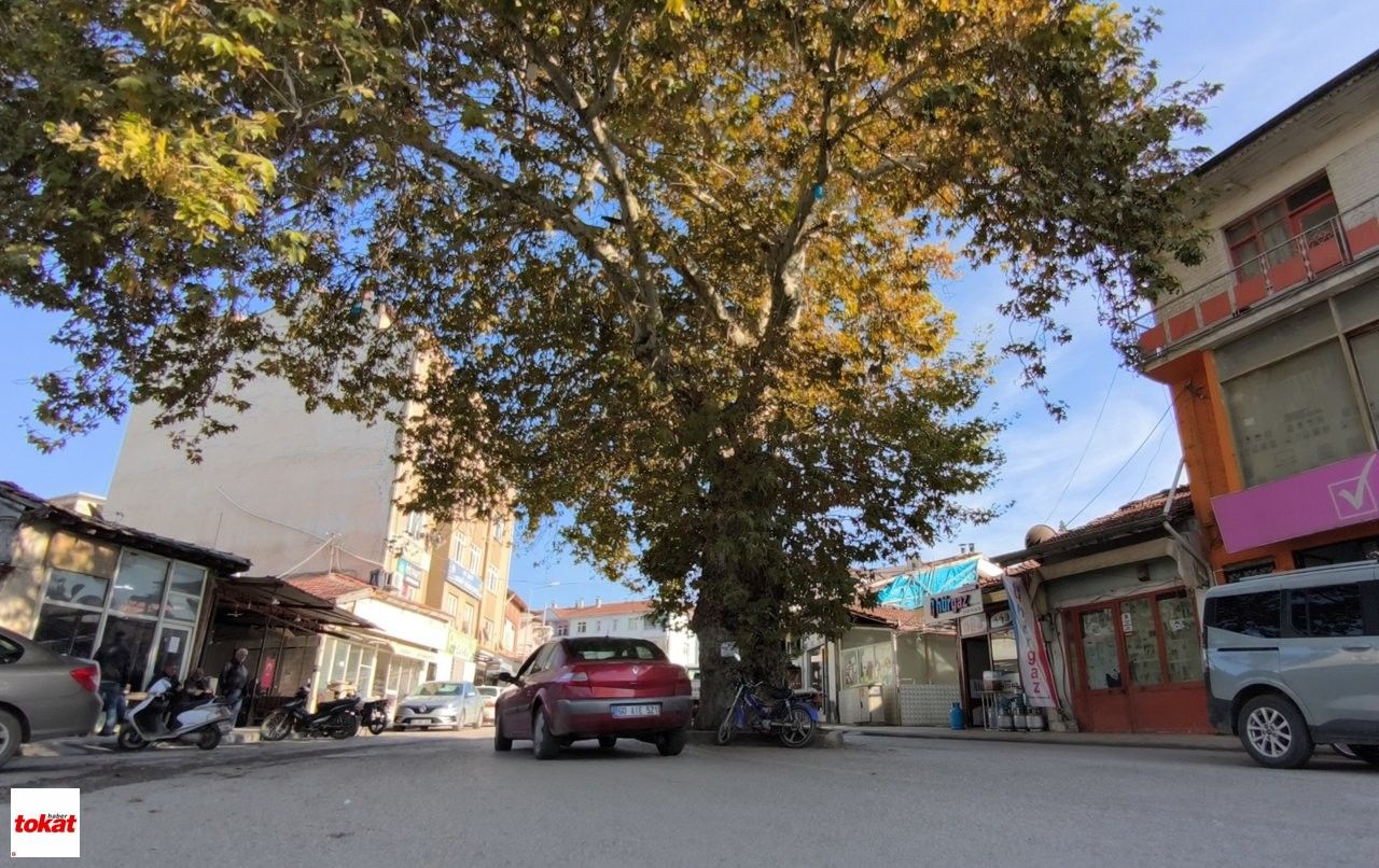 Ağaç (3)-1