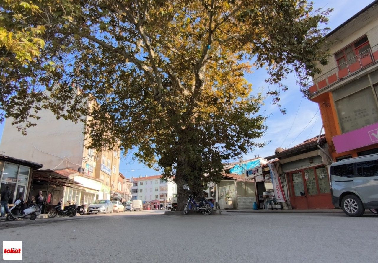 Ağaç (7)