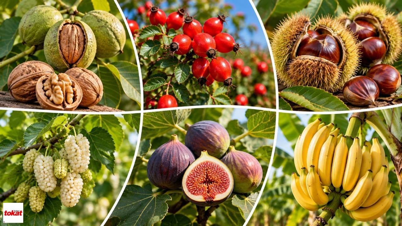 Tokatlı Üreticiyi de İlgilendiriyor: Cevizden Kuşburnuna, Dutundan Kestaneye! 16 Ürüne Don Güvencesi Geliyor