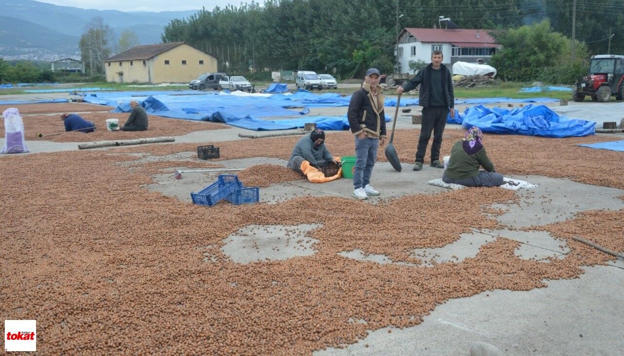 Fındık Yağmur (5)
