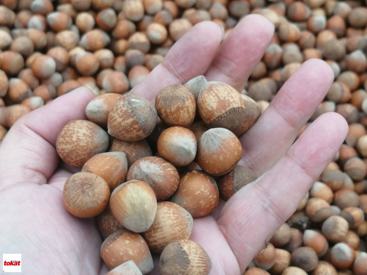 Fındık Yağmur (8)