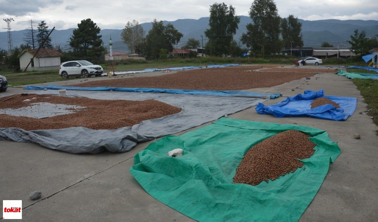 Fındık Yağmur (9)
