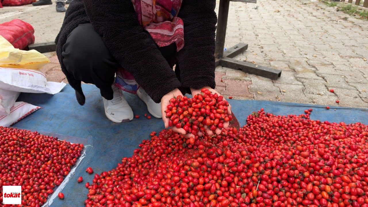 Tokat'ta kuşburnu bereketi fiyatları yarıya düşürdü