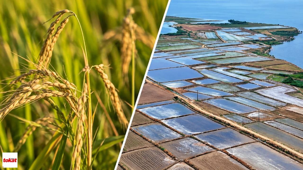 Çeltik Alım Fiyatları Açıklandı! TMO Ton Başına Ne Kadar Ödeme Yapacak?