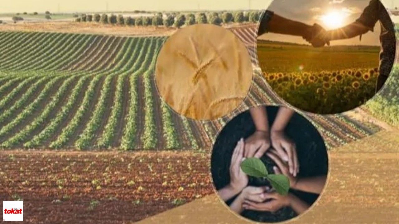Tokat’ta 4 Birlik 1. Derece Oldu Buzağı Başına 400 TL Kuzu ve Oğlağa 86 TL Destek Verilecek