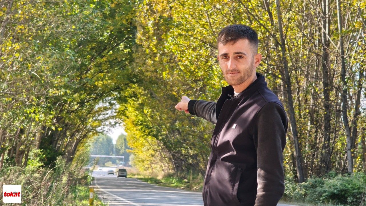 Tokat'ta Kavak Ağaçlarından Sonbahar Tüneli