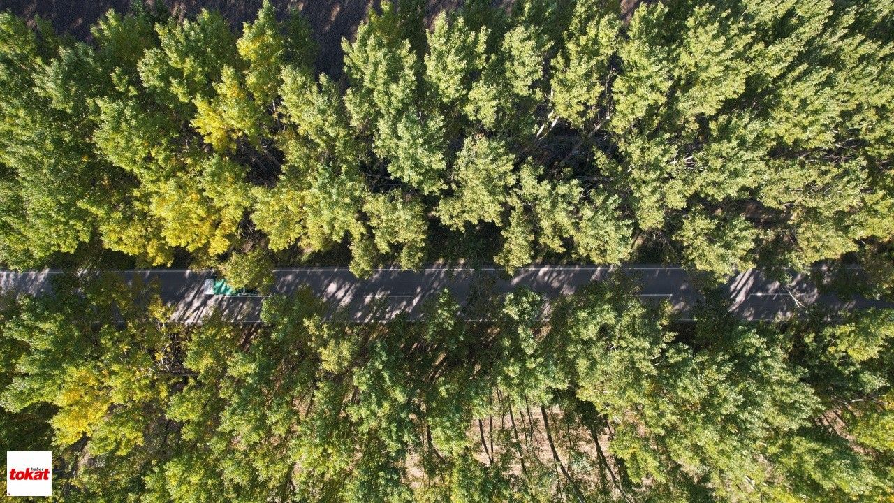 Tokat'ta Kavak Ağaçlarından Sonbahar Tüneli1