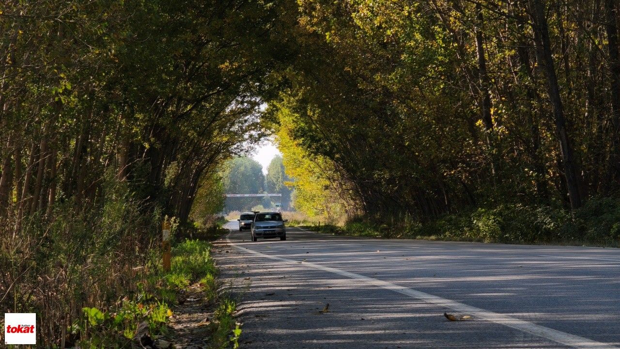 Tokat'ta Kavak Ağaçlarından Sonbahar Tüneli4