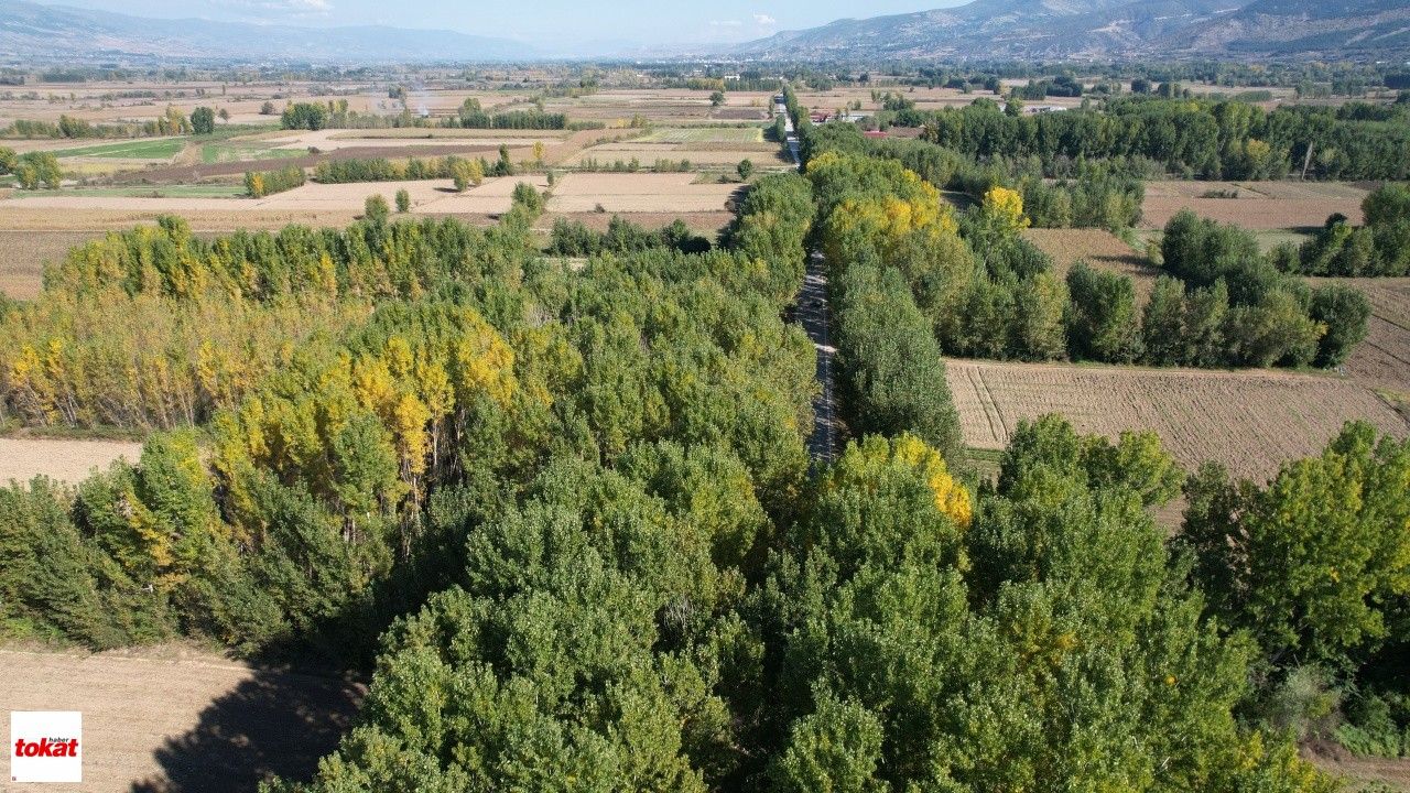 Tokat'ta Kavak Ağaçlarından Sonbahar Tüneli5