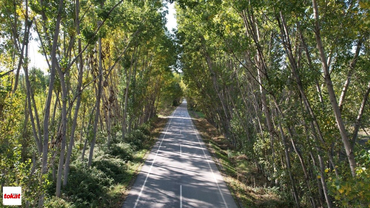 Tokat'ta Kavak Ağaçlarından Sonbahar Tüneli7