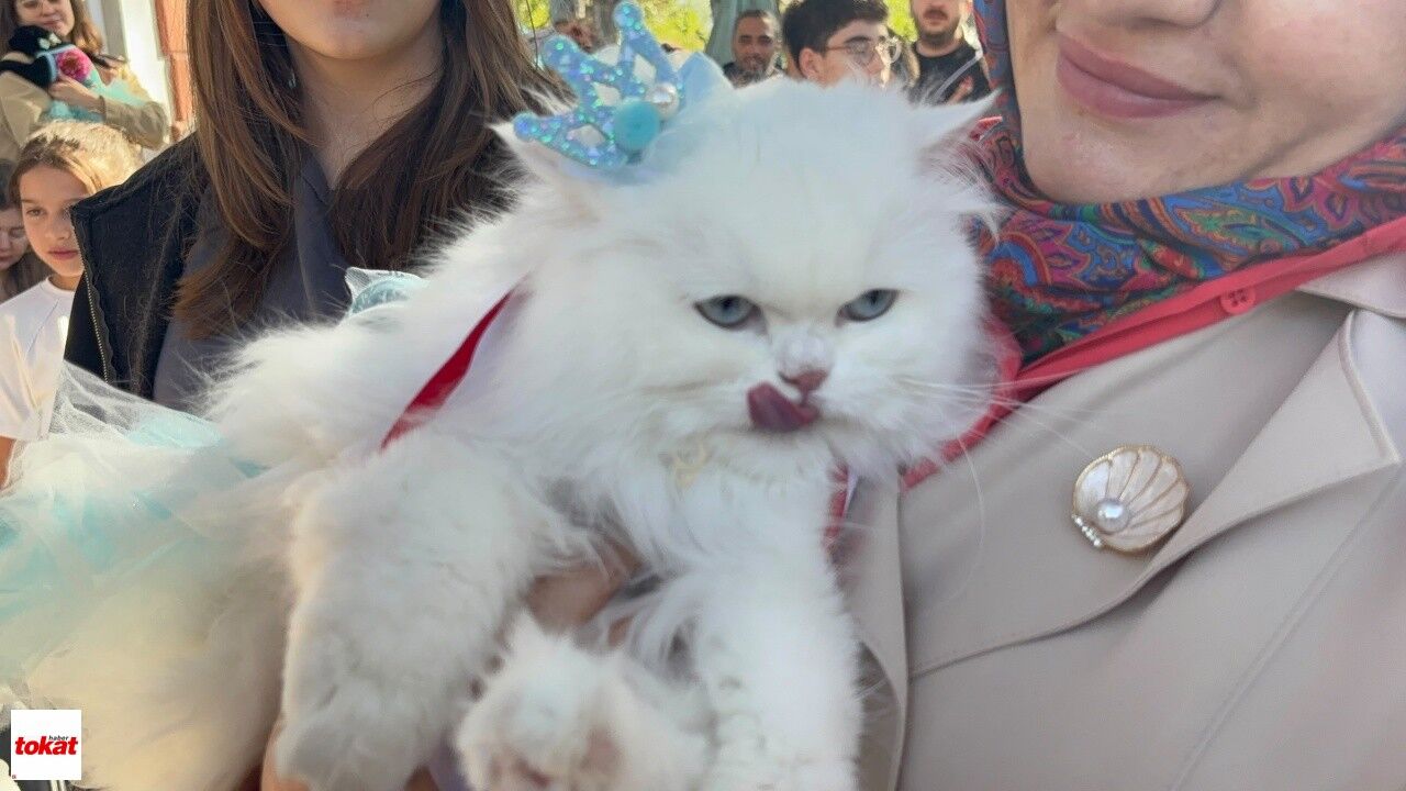 Tokat'ta Kediler Podyuma Çıktı